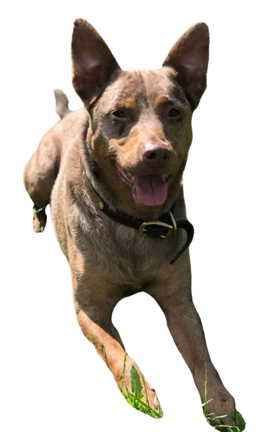 Foster, the Australian Shepherd mix the upstairs bar is named for, running