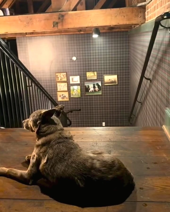 Foster on the landing at the top of the stairs