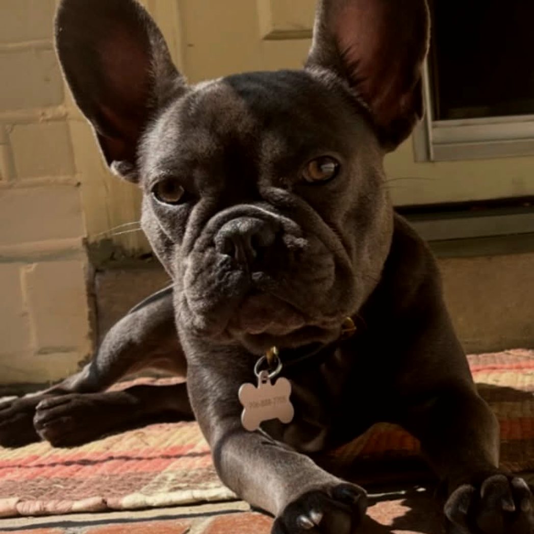 Lou Lou the French Bulldog
