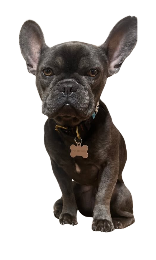 Lou Lou, the French Bulldog the bistro is named for, sitting